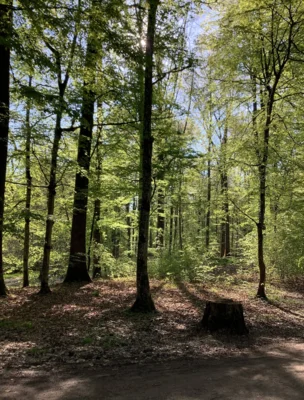 Foto des Albums: Waldwoche 2026