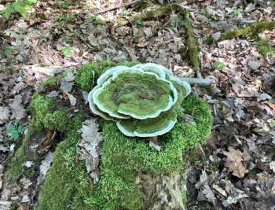 Fotoalbum Waldwoche 2026