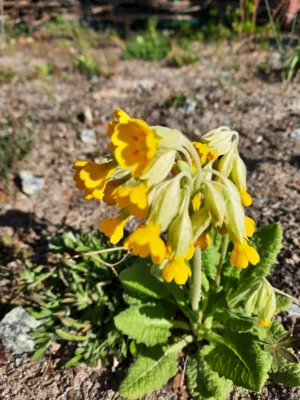 Schl&uuml;sselblume  (Bild vergr&ouml;&szlig;ern)