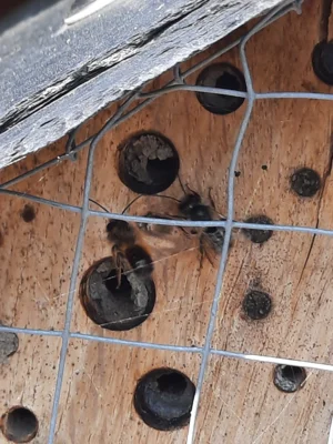 Insektenhotel  (Bild vergr&ouml;&szlig;ern)