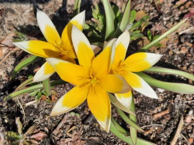 Tulpe  (Bild vergr&ouml;&szlig;ern)