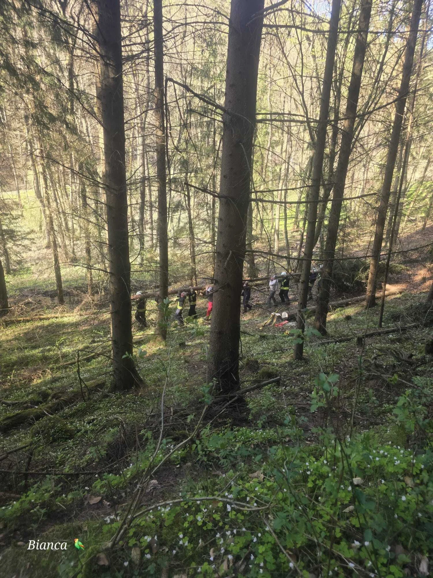Bild: Bergen aus dem Wald