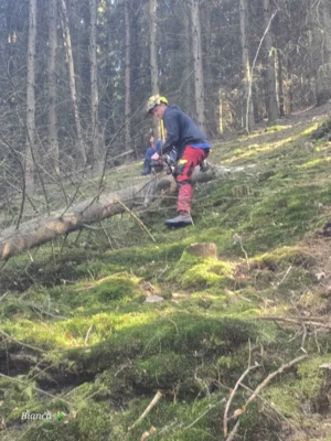 Foto des Albums: 2026-04-23_Einholung Maibaum