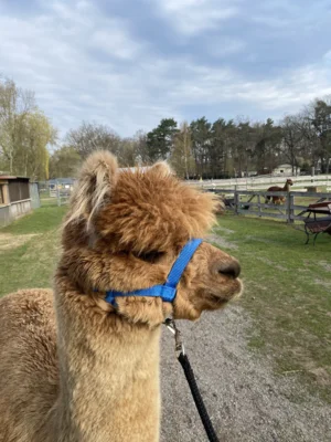 Fotoalbum Den Alpakas ganz nah