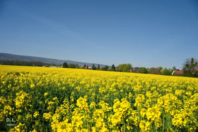 Deisterblick - Komposition in gelb und blau  (Bild vergr&ouml;&szlig;ern)