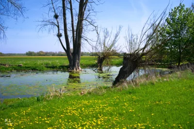 Feuchtgebiet bei Koldingen  (Bild vergr&ouml;&szlig;ern)