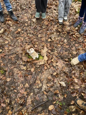 Foto des Albums: Waldtag Jahrgang 3
