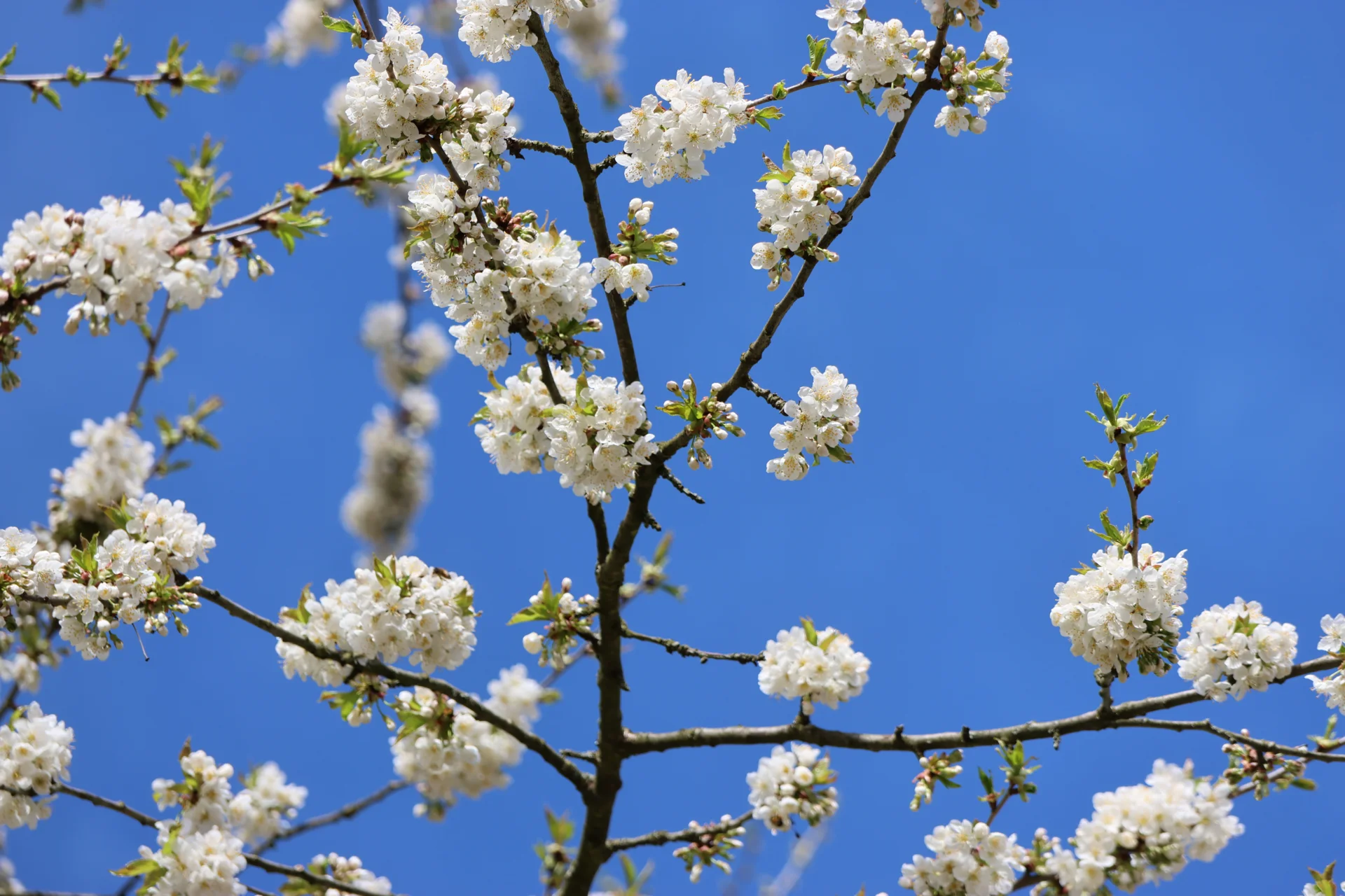 Bild: Frühling