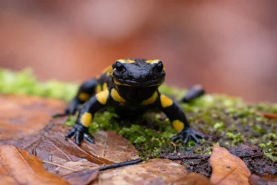 Salamander  (Bild vergr&ouml;&szlig;ern)
