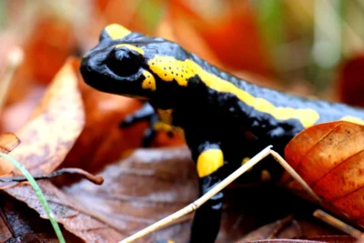 Salamander  (Bild vergr&ouml;&szlig;ern)