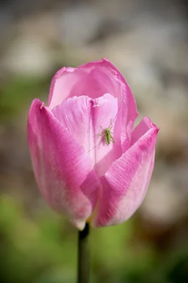 Tulpe  (Bild vergr&ouml;&szlig;ern)