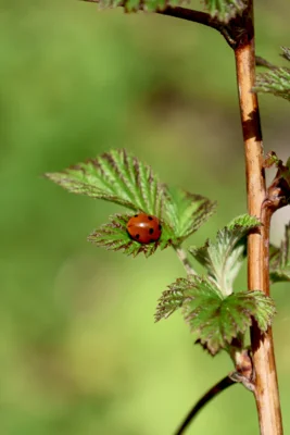 Marienk&auml;fer  (Bild vergr&ouml;&szlig;ern)
