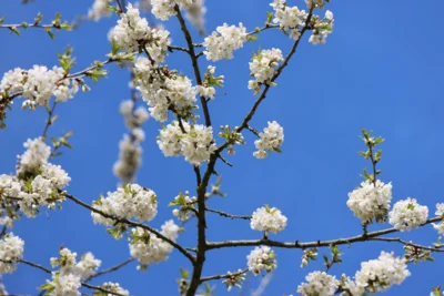 Fr&uuml;hling  (Bild vergr&ouml;&szlig;ern)