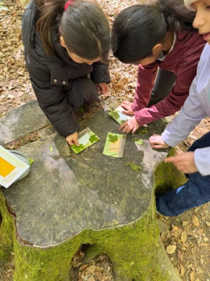 Foto des Albums: RUZ Wald 2ab 04-2026