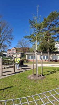 Foto des Albums: Aktion „Für eine baumstarke Prignitz“