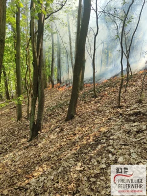 Foto des Albums: Einsatz Nr.:55/2026 B:Wald