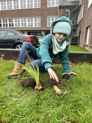 Foto des Albums: Frühblüher pflanzen