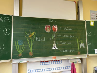 Foto des Albums: Frühblüher pflanzen