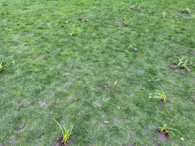 Foto des Albums: Frühblüher pflanzen