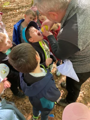 Foto des Albums: Mit allen Sinnen durch den Wald - Löwen- und Tigerklasse auf Entdeckungstour