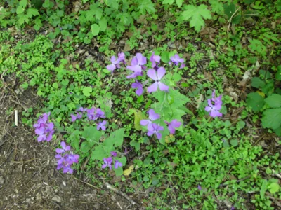 Sch&ouml;n  (Bild vergr&ouml;&szlig;ern)