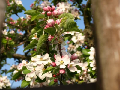 So waren die Bl&uuml;ten vor zwei Wochen  (Bild vergr&ouml;&szlig;ern)