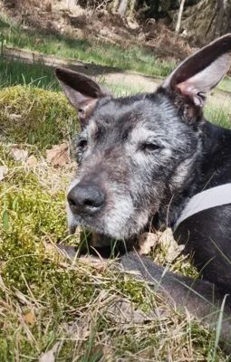 Foto des Albums: Ein letzter Gruß an Tyson