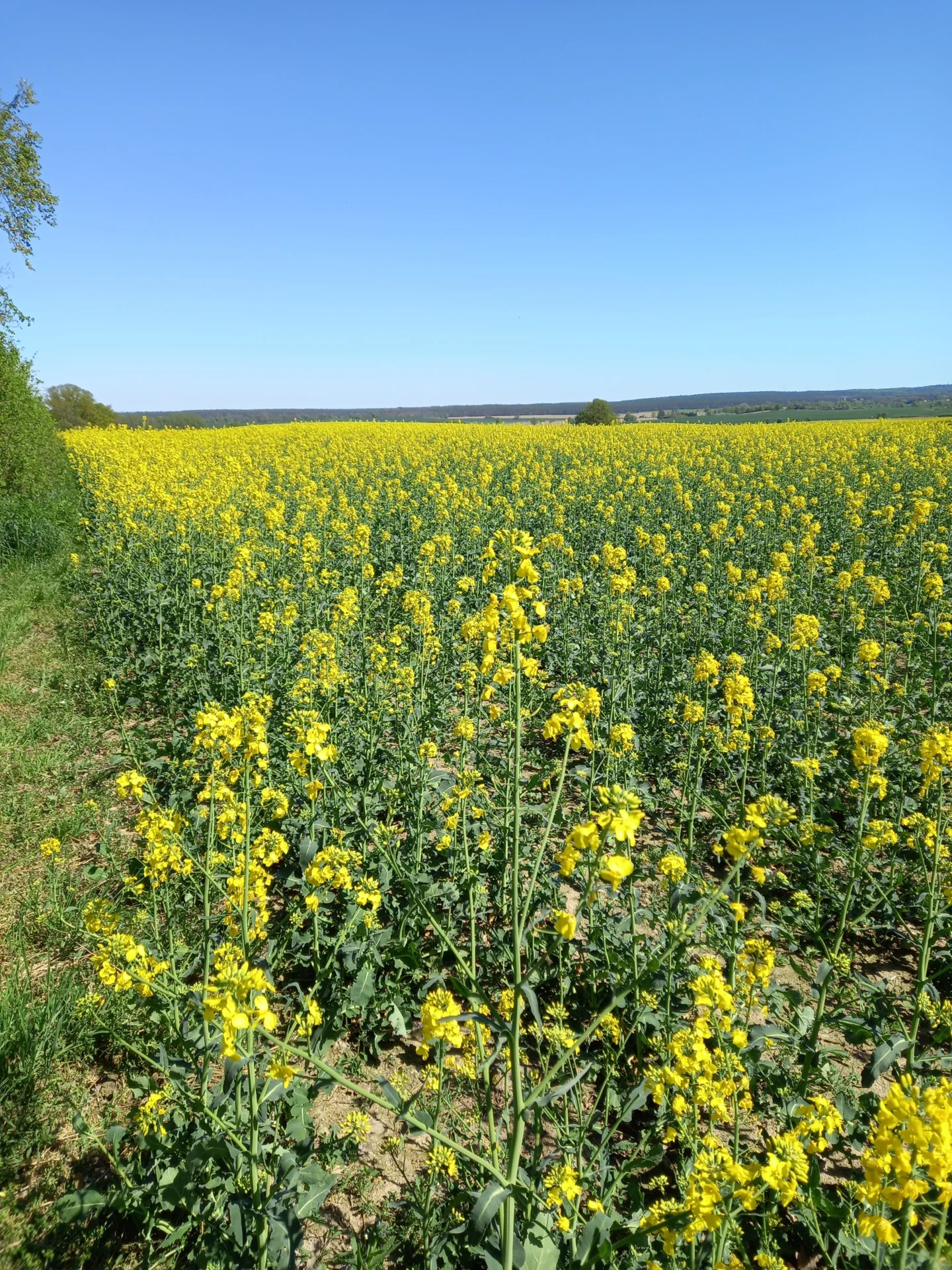 Bild: Blick zum Krugberg 126m hoch