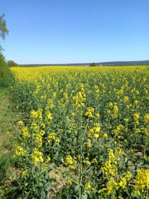 Blick zum Krugberg 126m hoch 