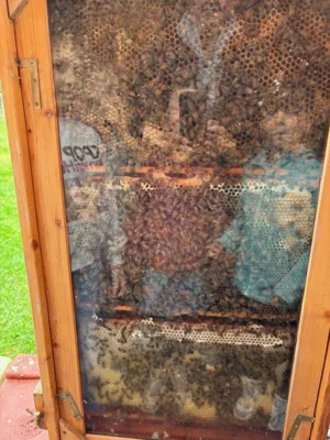 Foto des Albums: Bei den Bienen