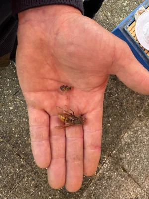 Foto des Albums: Bei den Bienen