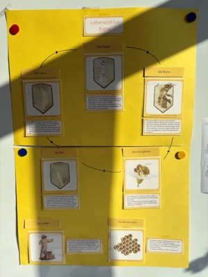 Foto des Albums: Bienenkunde im Klassenraum