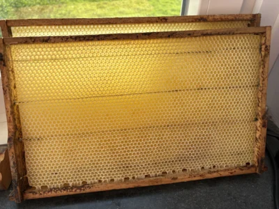 Foto des Albums: Bienenkunde im Klassenraum