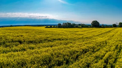 Foto des Albums: Rapsblüte in der Gemeinde Ruhner Berge
