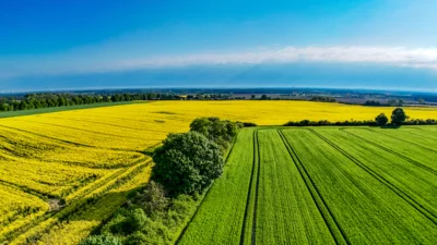 Foto des Albums: Rapsblüte in der Gemeinde Ruhner Berge