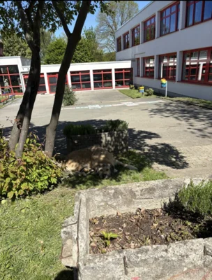 Foto des Albums: Projektwoche Schulhof 7er