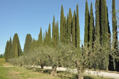 Foto des Albums: Besuch in der Partnergemeinde Castelnuovo Berardenga
