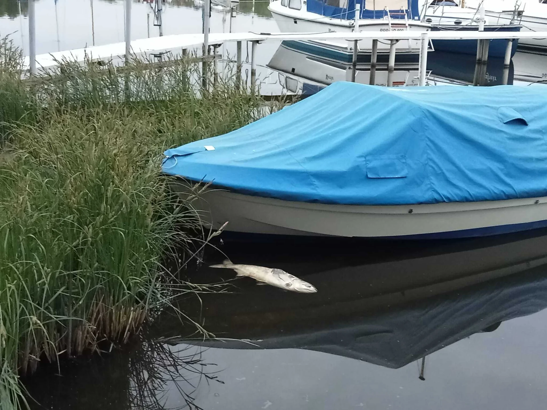 Bild: Schau mal, da schwimmt ein toter Wal.....