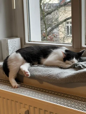 Foto des Albums: Mimi