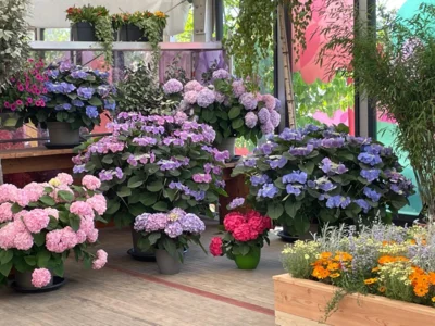 Foto des Albums: LaGa Neuss