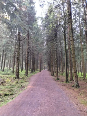 Foto des Albums: 53.0GutsMuths-Rennsteiglauf 2026