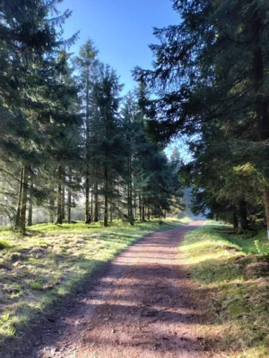 Foto des Albums: 53.0GutsMuths-Rennsteiglauf 2026
