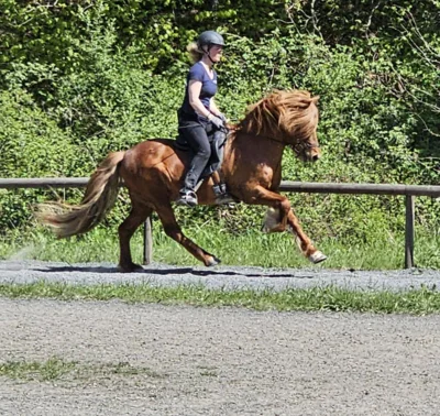Foto des Albums: Reiten und Richten 2026