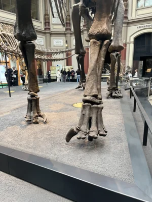 Foto des Albums: Besuch im Museum für Naturkunde