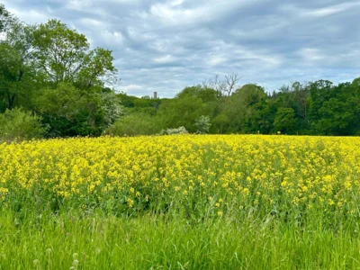 Sch&ouml;n  (Bild vergr&ouml;&szlig;ern)