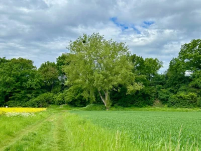 Sch&ouml;n  (Bild vergr&ouml;&szlig;ern)