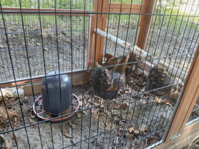 Foto des Albums: Einzug Hühner