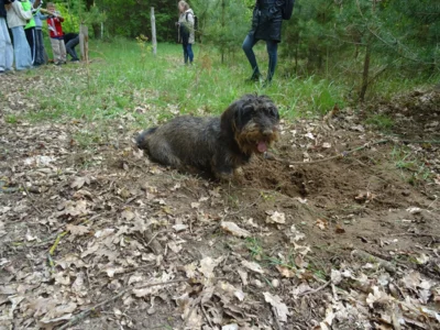 Foto des Albums: Waldolympiade