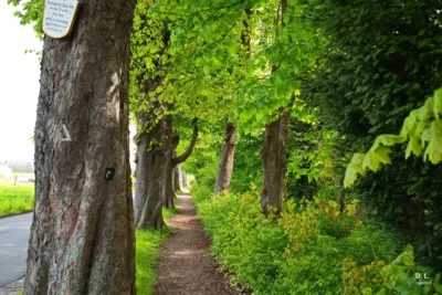 Forstmeister-Bank-Weg Wennigsen Waldkater  (Bild vergr&ouml;&szlig;ern)