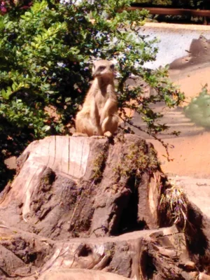 Foto des Albums: Zoo NK - 2. Schuljahr